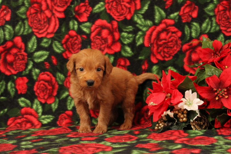 puppy, for, sale, Mini Goldendoodle F1, Matthew B. Stoltzfus, dog, breeder, Gap, PA, dog-breeder, puppy-for-sale, forsale, nearby, find, puppyfind, locator, puppylocator, aca